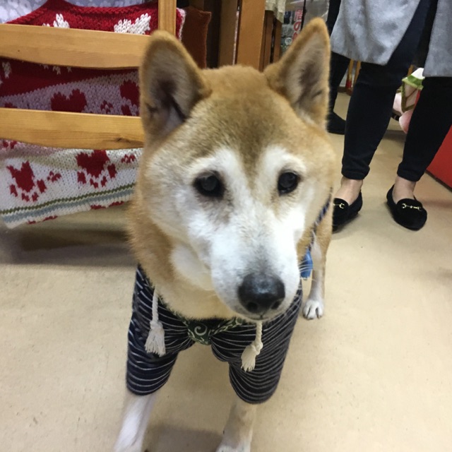 卒業犬🐶パート４